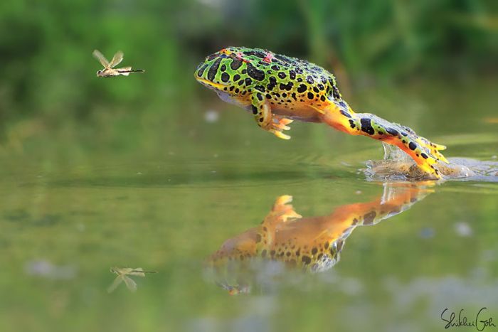 Chiêm bao thấy cóc đang săn mồi